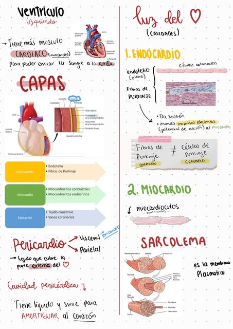 Capaz corazón