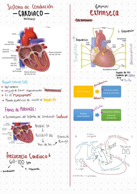 Sistema de conducción