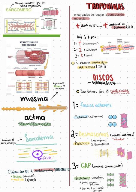 Estructura corazón