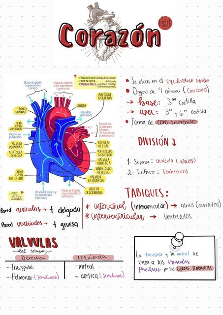 Generalidades corazón