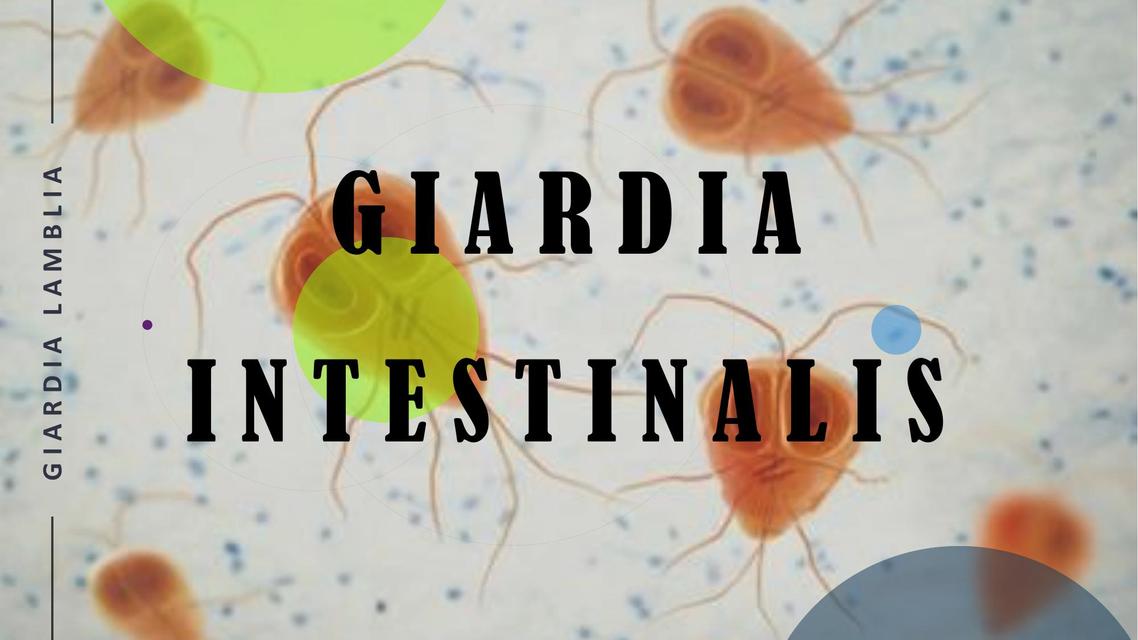 Giardia Intestinalis 