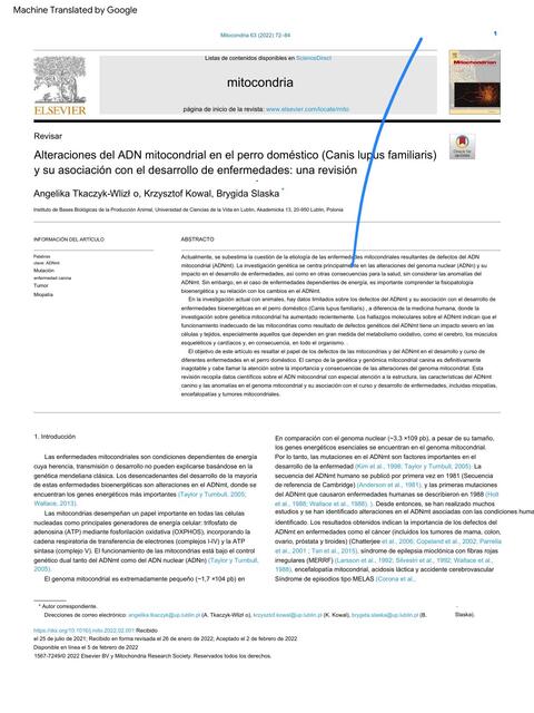 Mitochondrial DNA alterations in the domestic dog