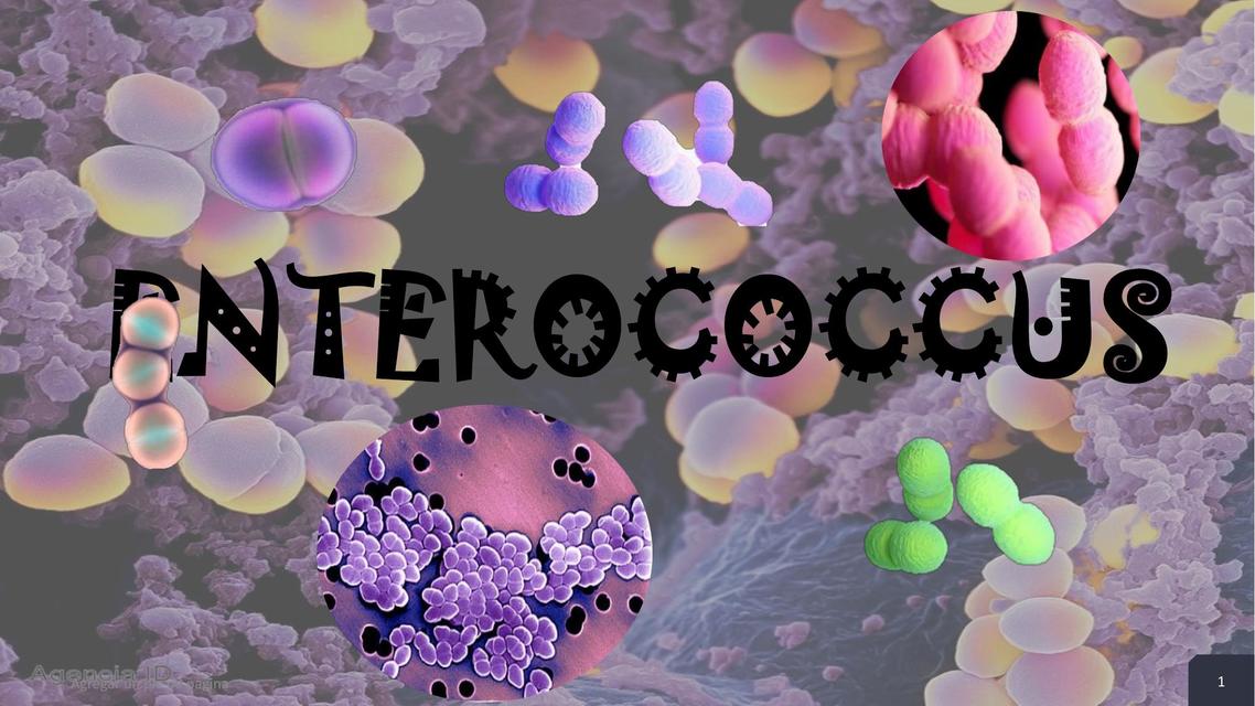 Enterococcus 