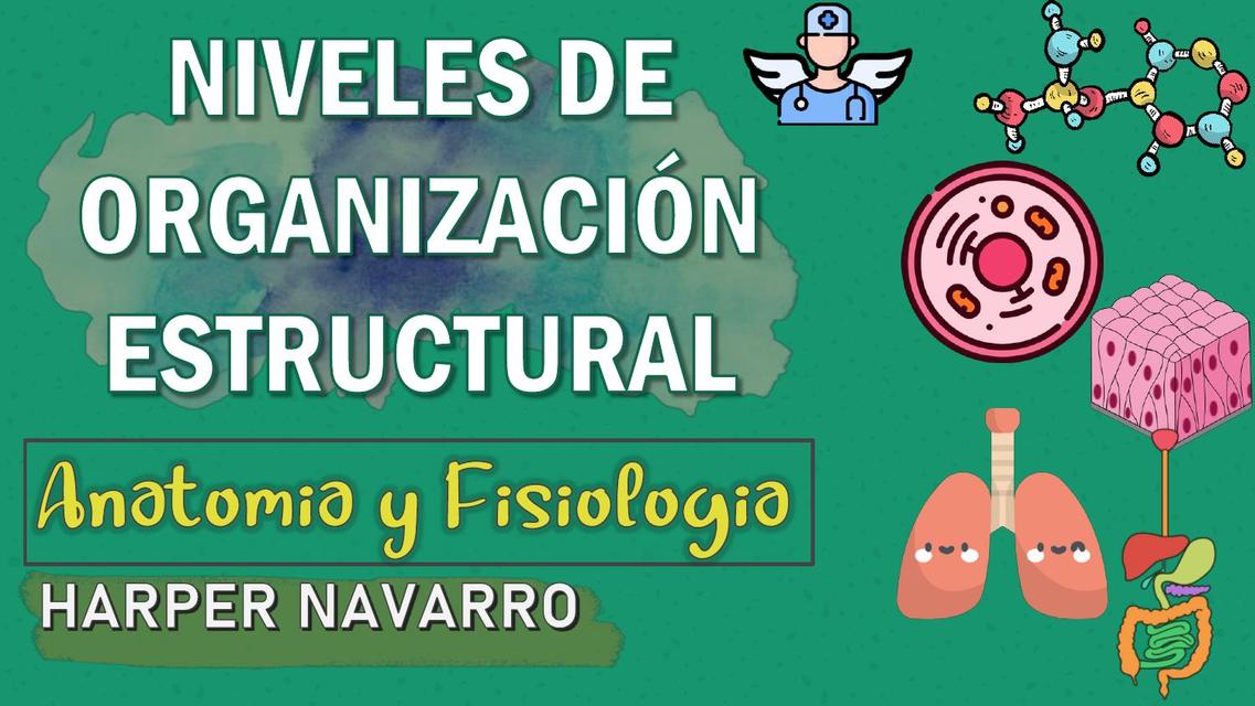 Niveles De Organización Del Cuerpo Humano Harper Navarro Harper