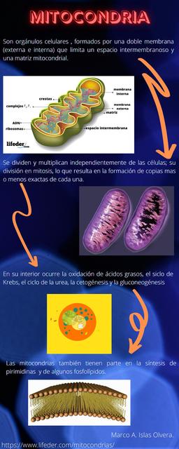 Infografia de la mitocondria