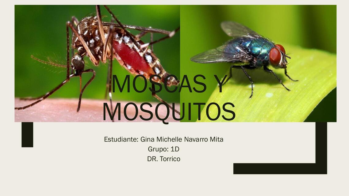 MOSCAS Y MOSQUITOS