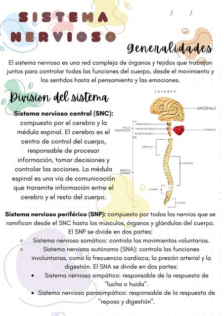 sistema nervioso anatomia