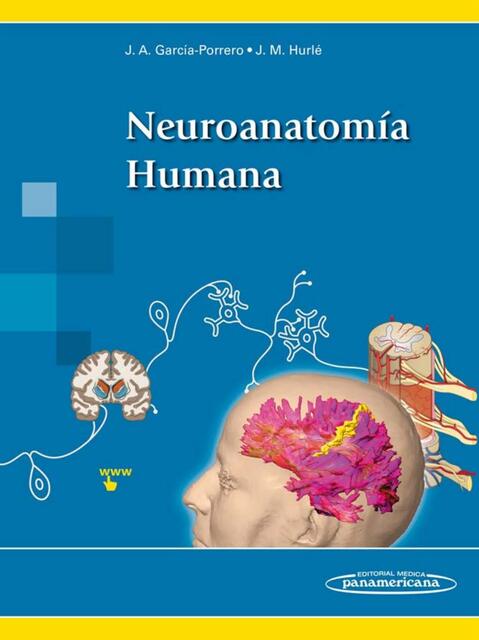 Neuroanatomia Humana J A Garcia Porrero J M Hurlé Panamericana