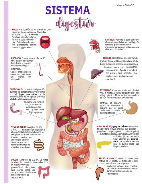 ActividadAnatomia