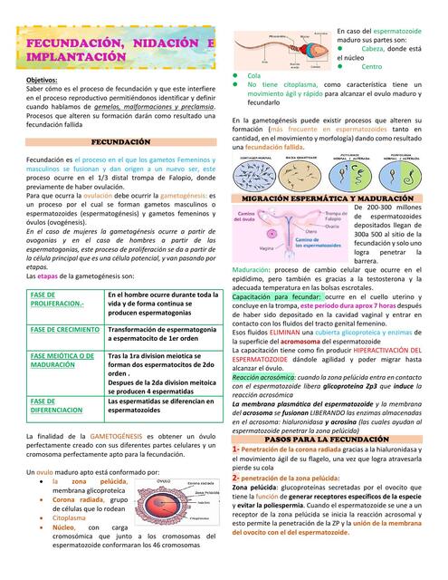 GOB 1 FECUNDACIÓN E IMPLANTACIÓN