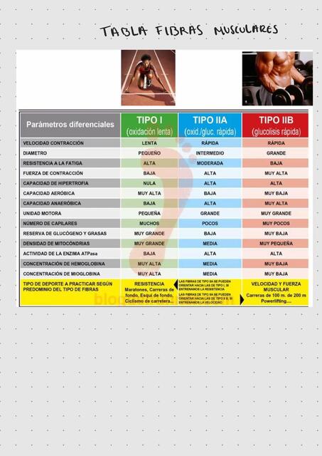 Tabla fibras musculares