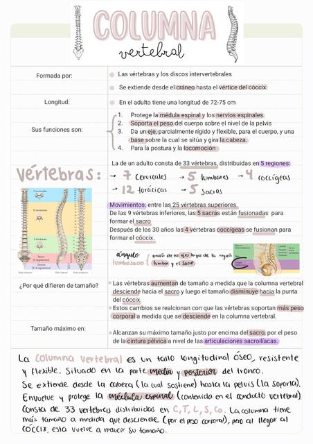Columna vertebral