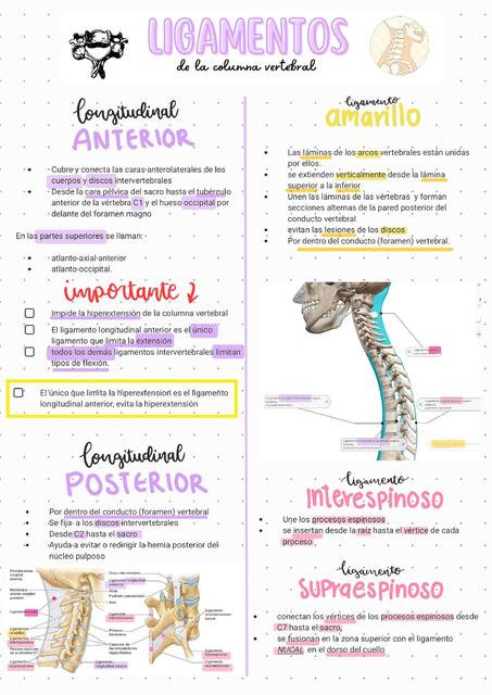 Ligamentos columna