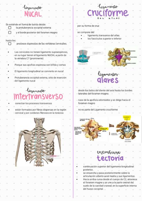 Ligamentos