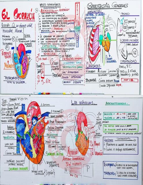 ANATOMIA