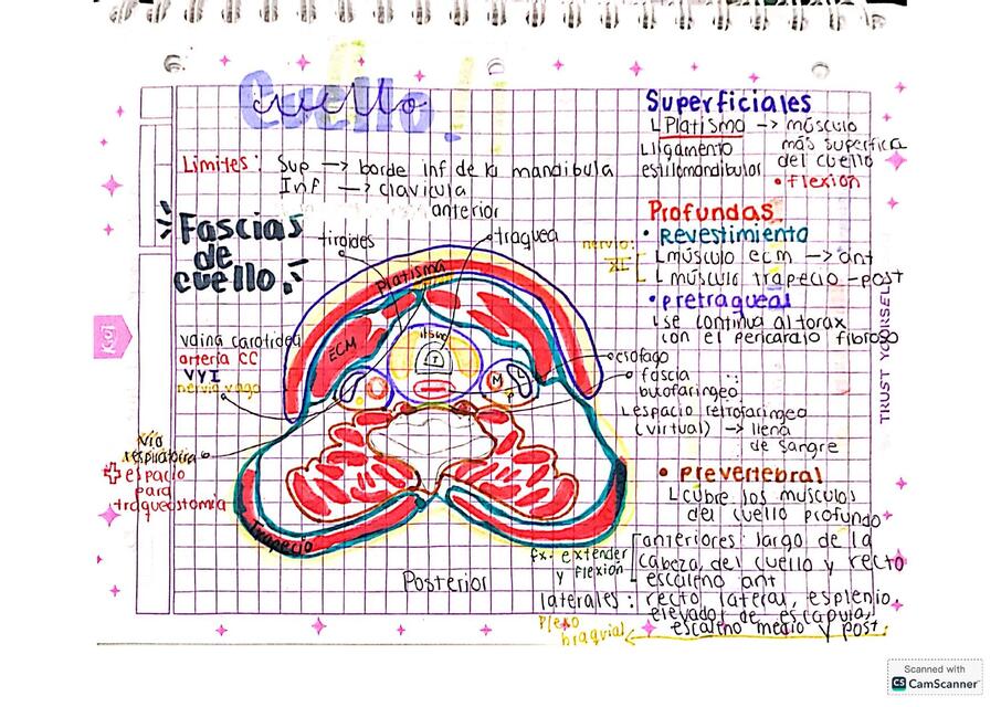 Fascias del cuello pdf