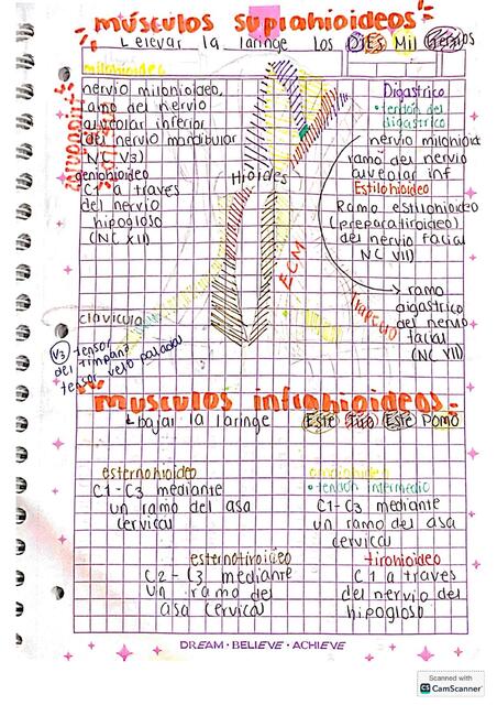 Músculos supra e infrahioideos