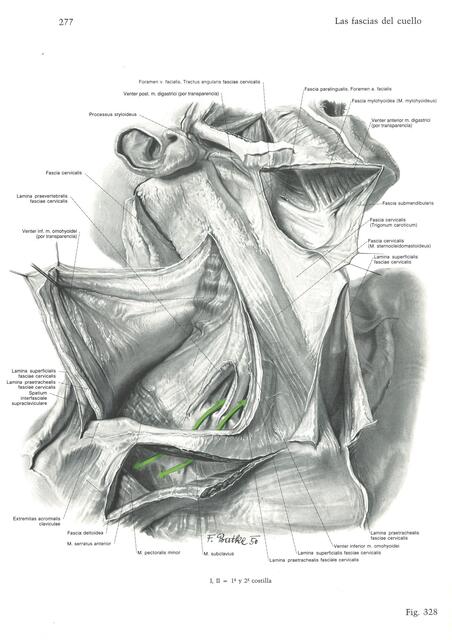 PERNKOPF FASCIAS CERVICALES