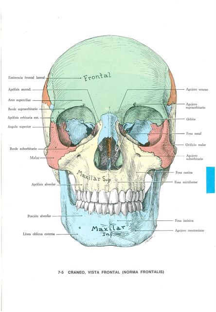 GRANT OSTEOLOGIA DE CRANEO