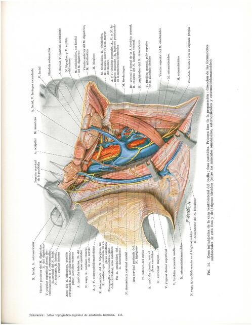 Arterias carotidas 