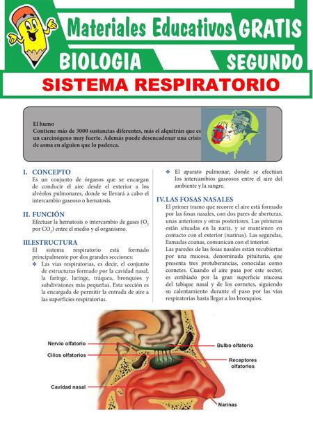 Sistema Respiratorio para Segundo Grado de Secunda