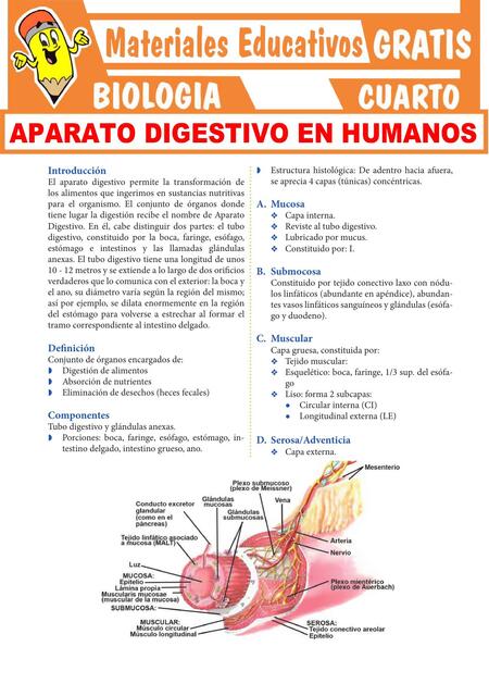 Aparato Digestivo Humano para Cuarto Grado de Secu