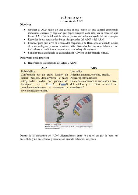 Práctica 6 Extracción de ADN copia