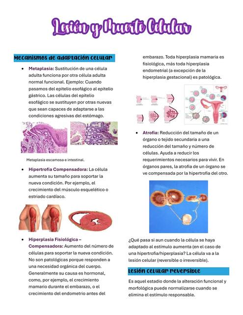 Lesión y muerte celular Apunte