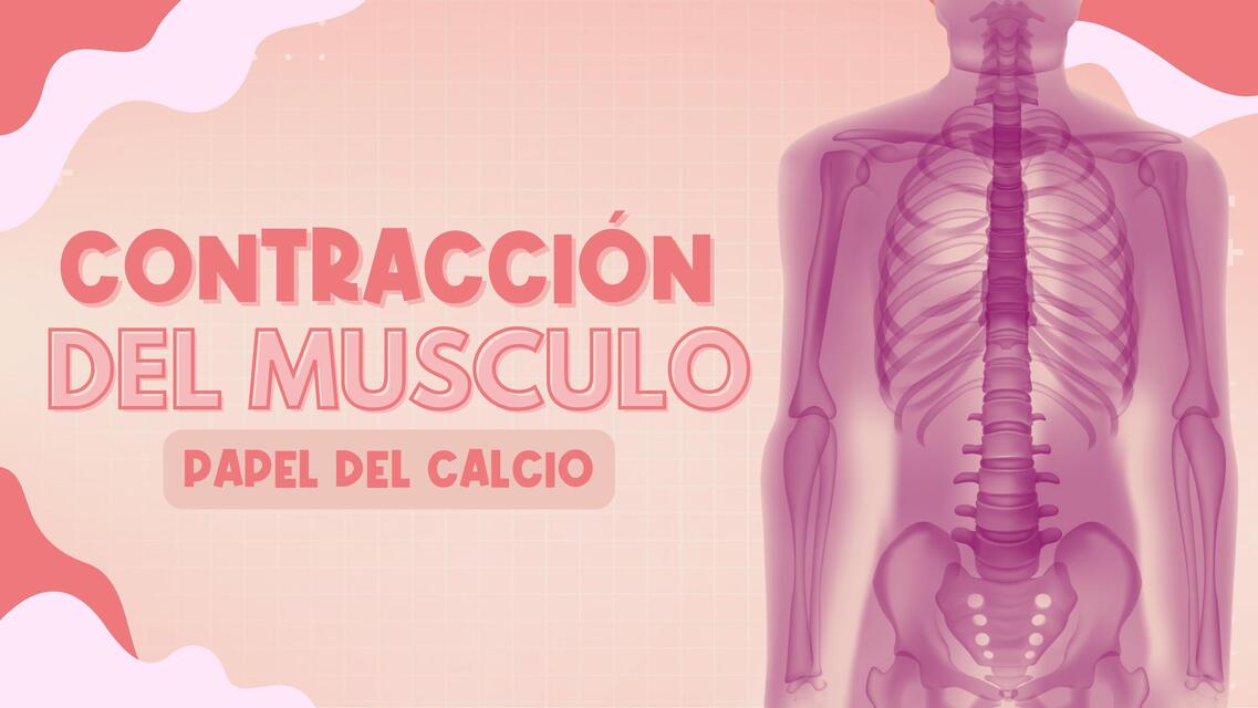 CONTRACCION DEL MUSCULO PAPEL DELCALCIO 1