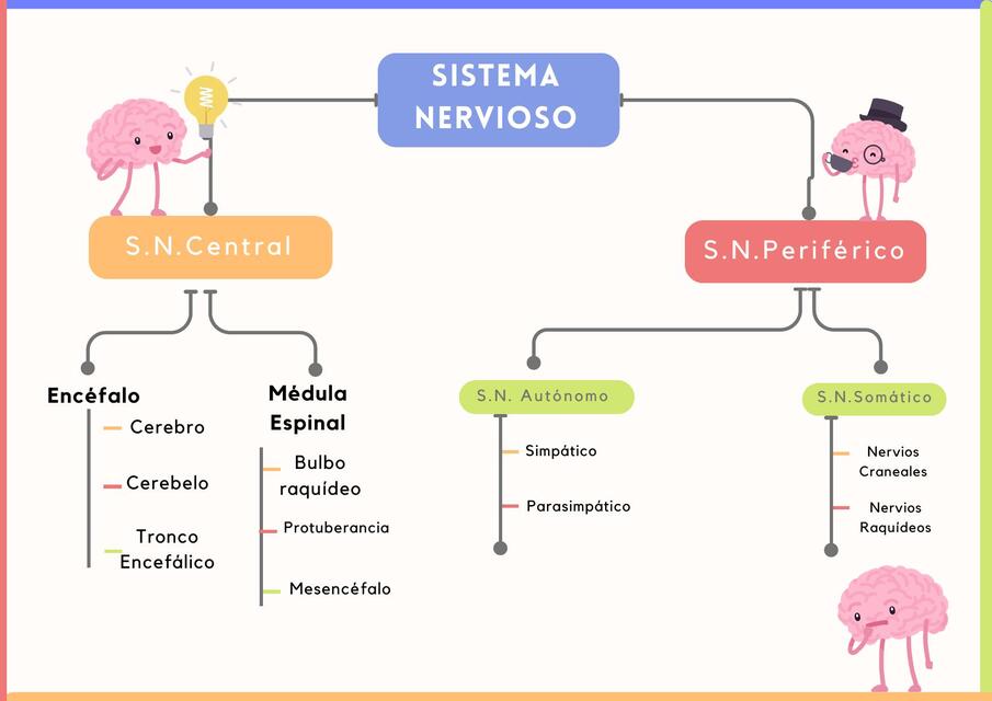 Esquema visual del S N y el encéfalo y sus partes