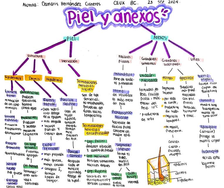 piel y anexos Hernández Damaris