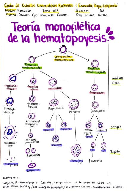 Hematopoyesis