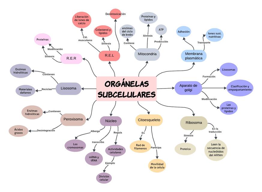 Organelas subcelulares