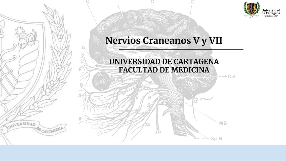 Nervios craneanos V y VII