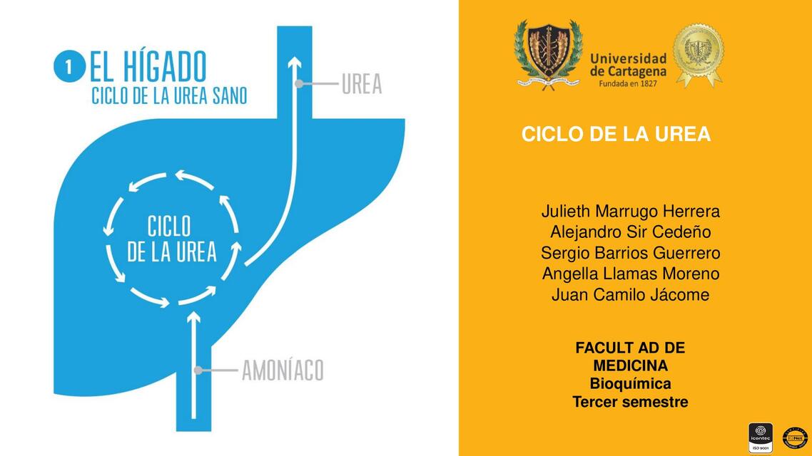 Ciclo de la urea