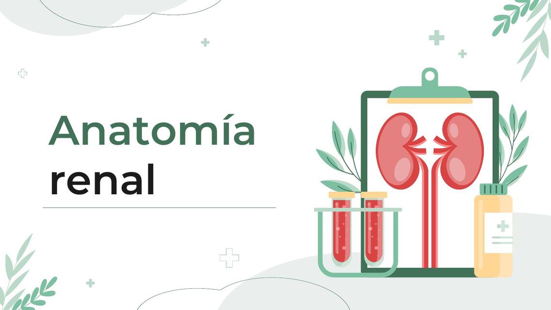 ANATOMÍA RENAL EQ 1