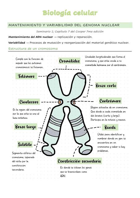 Mantenimiento y variabilidad del genoma humano - Biología Celular