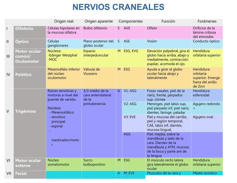 Pares craneales