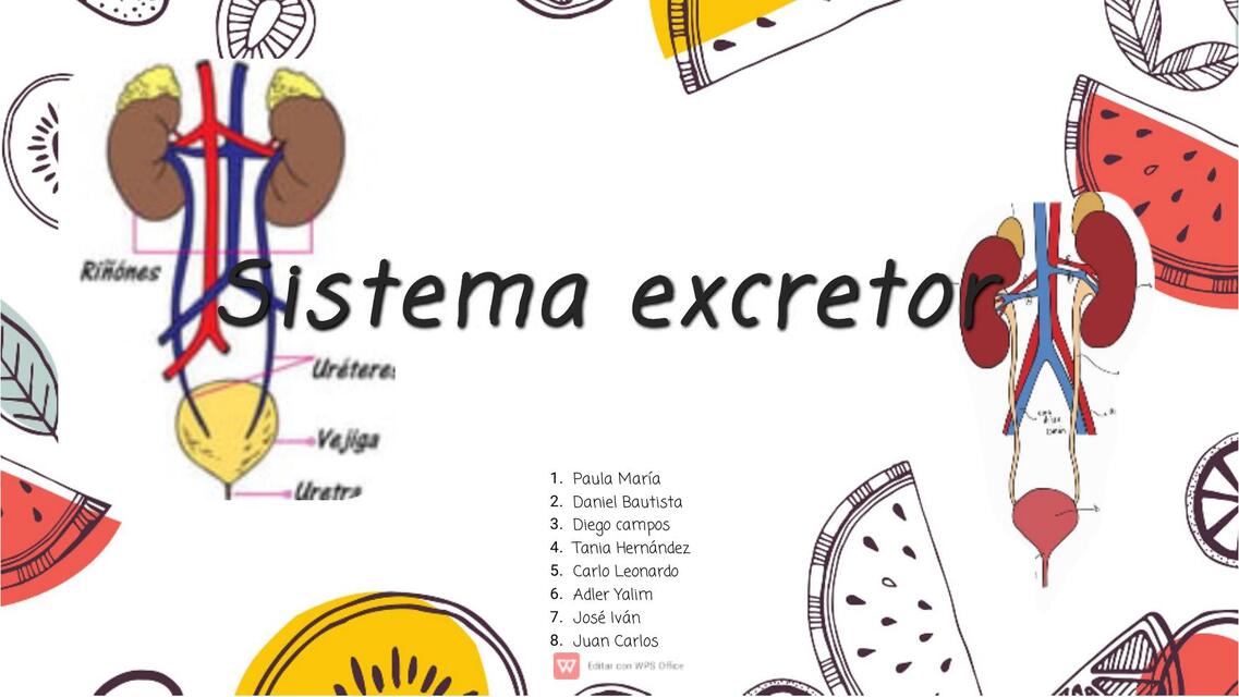 Sistema excretor