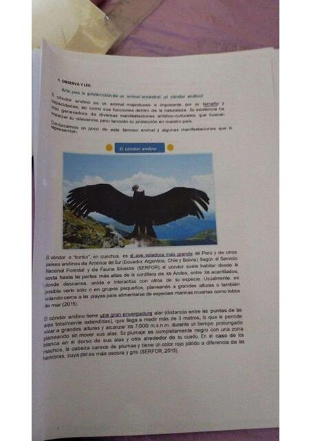 carpeta condor