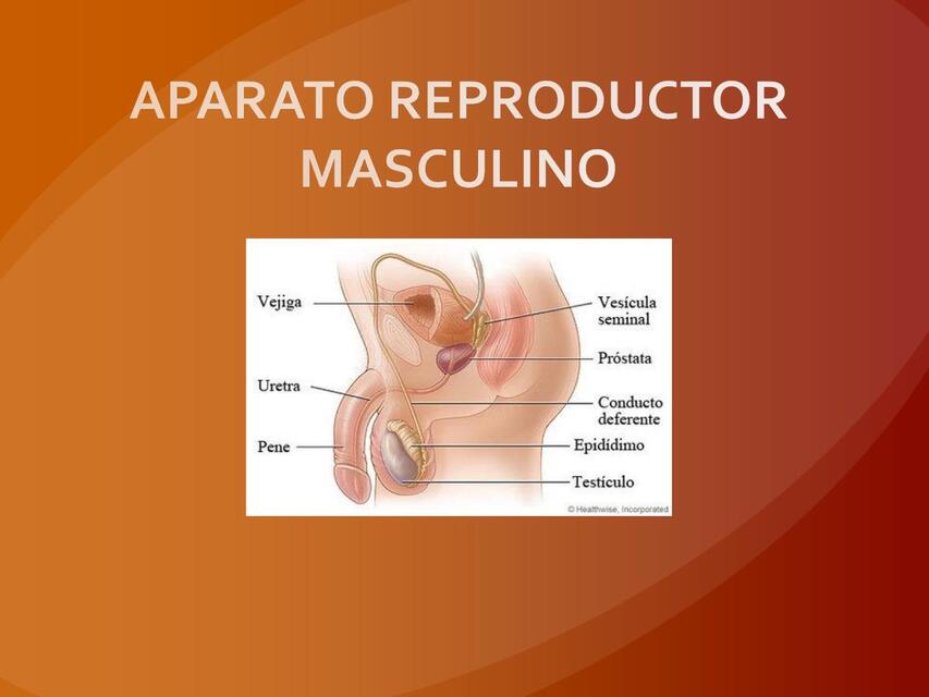 APARATO REPRODUCTOR MASCULINO