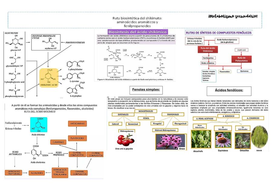 Ruta biosintética del shikimato