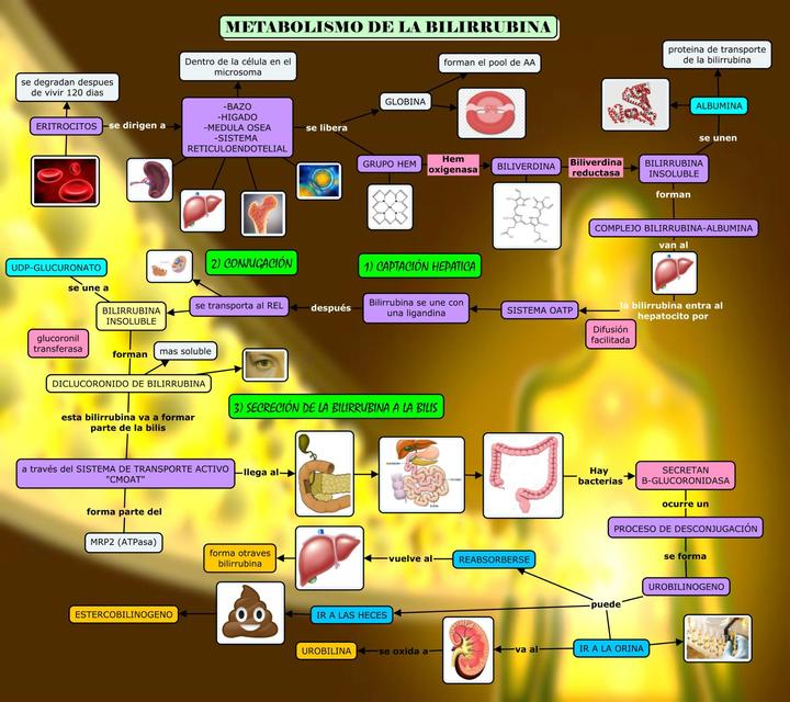 METABOLISMO DE LA BILIRRUBINApng