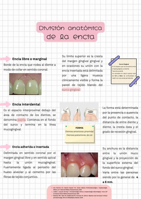 División anatómica de la encía