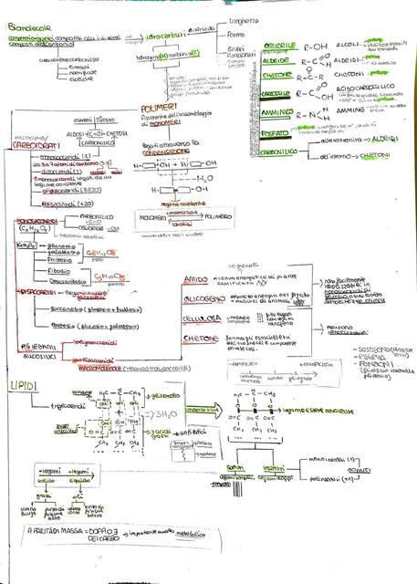 Le biomolecole e introduzione al mondo della biologia e dei composti organici.