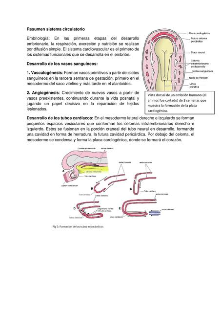 sistema circulatorio