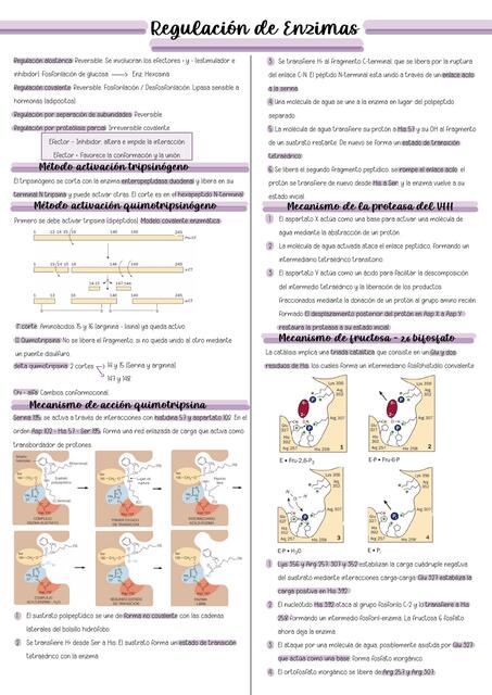 Regulación de Enzimas