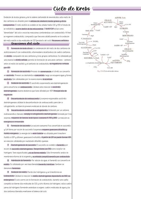 Ciclo de Krebs