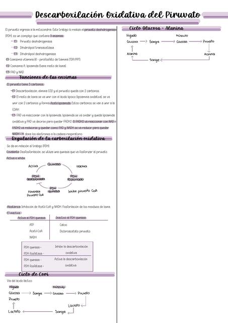 Descarboxilación Oxidativa del Piruvato