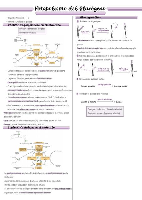 Metabolismo del Glucógeno